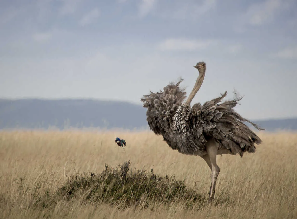 Kenya – Sala's Camp
