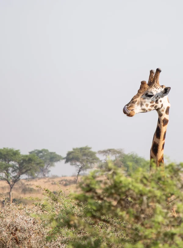 Uganda - Panorama