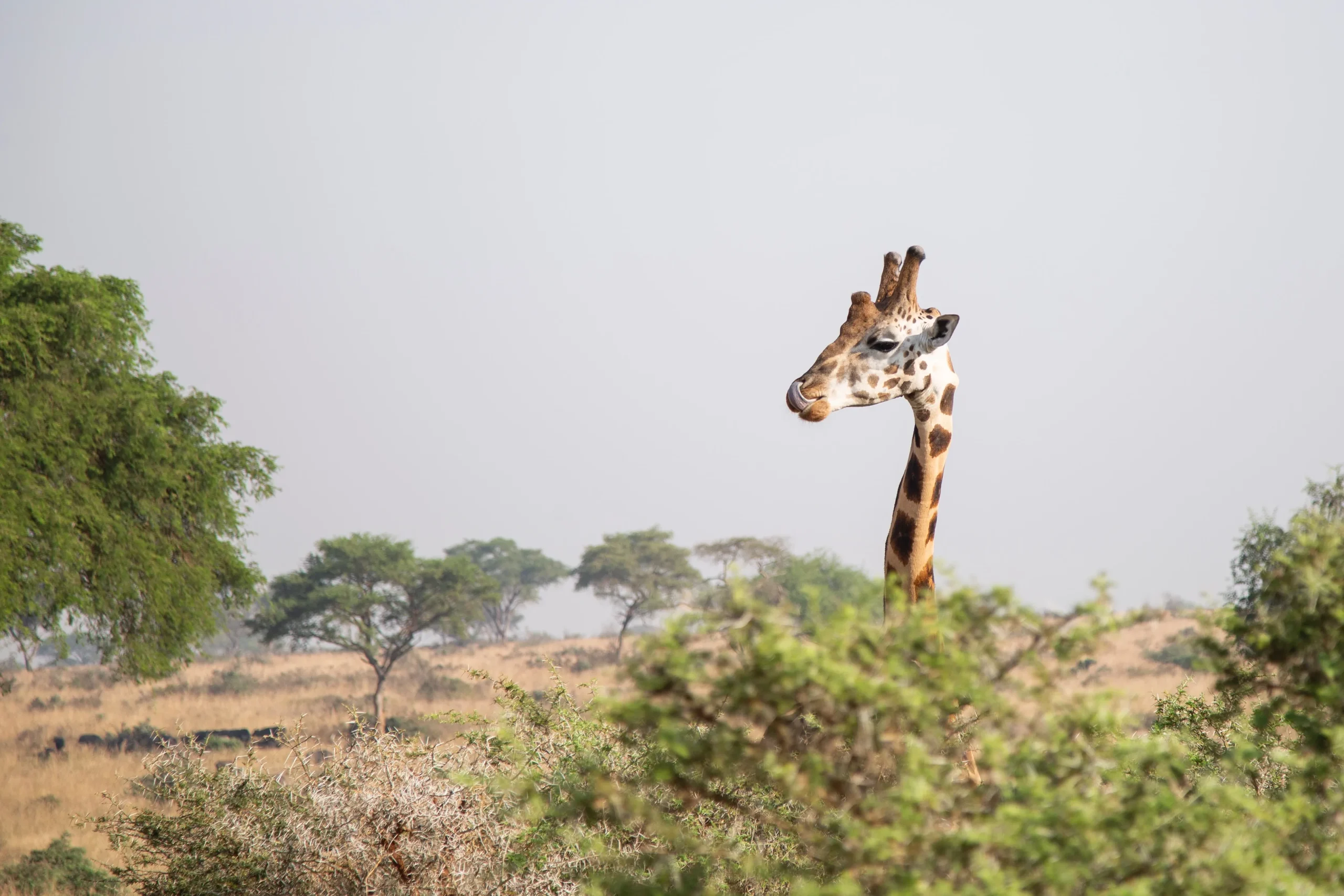 Uganda - Panorama