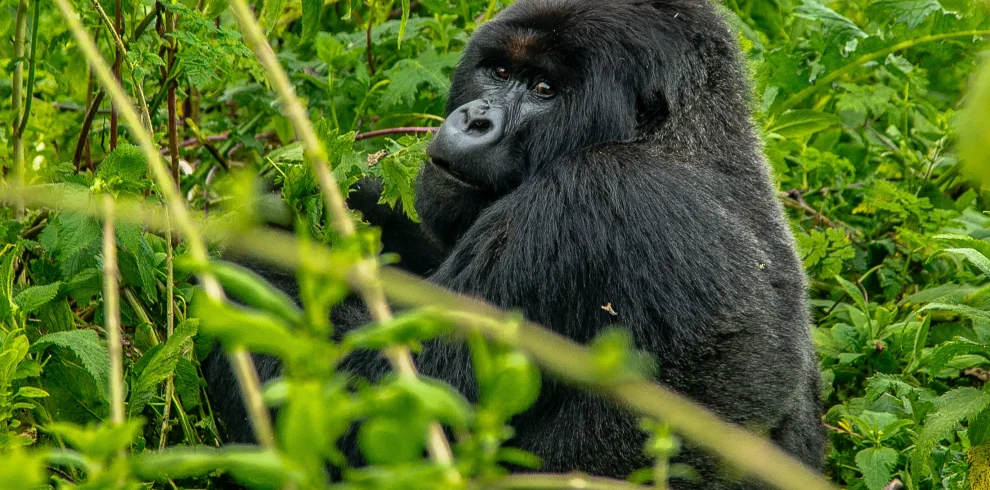 Uganda e Rwanda - Mille colline d'Africa