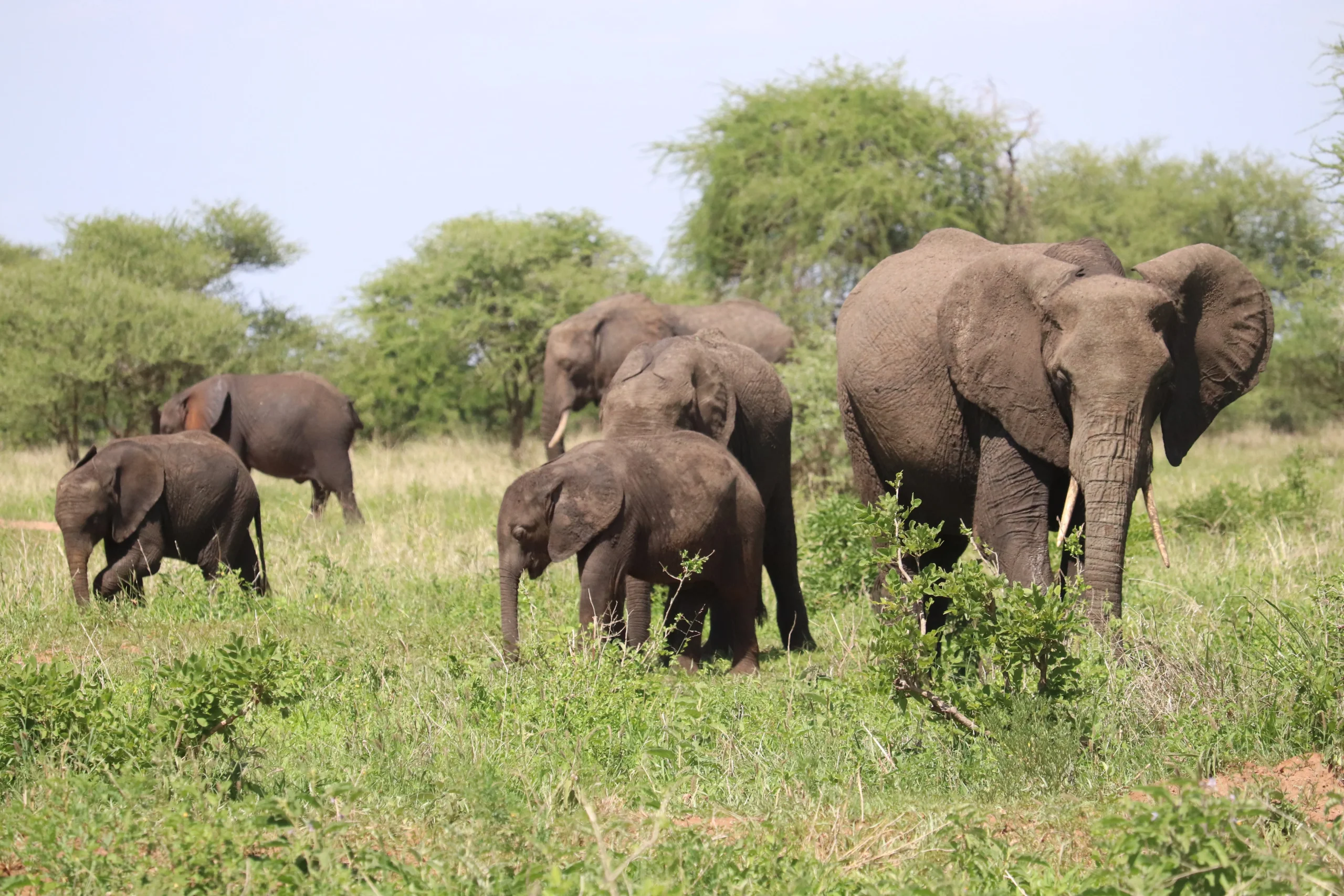 Tanzania Discovery