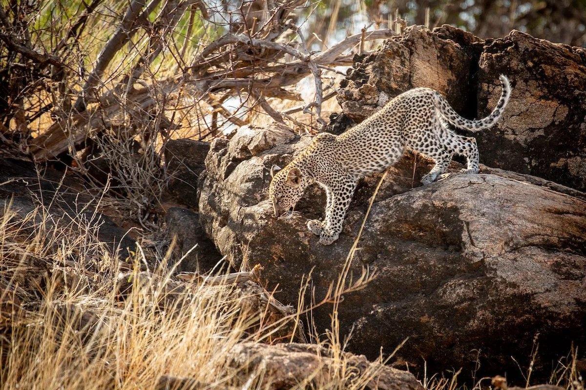 Kenya – Sasaab Luxury Tended Camp