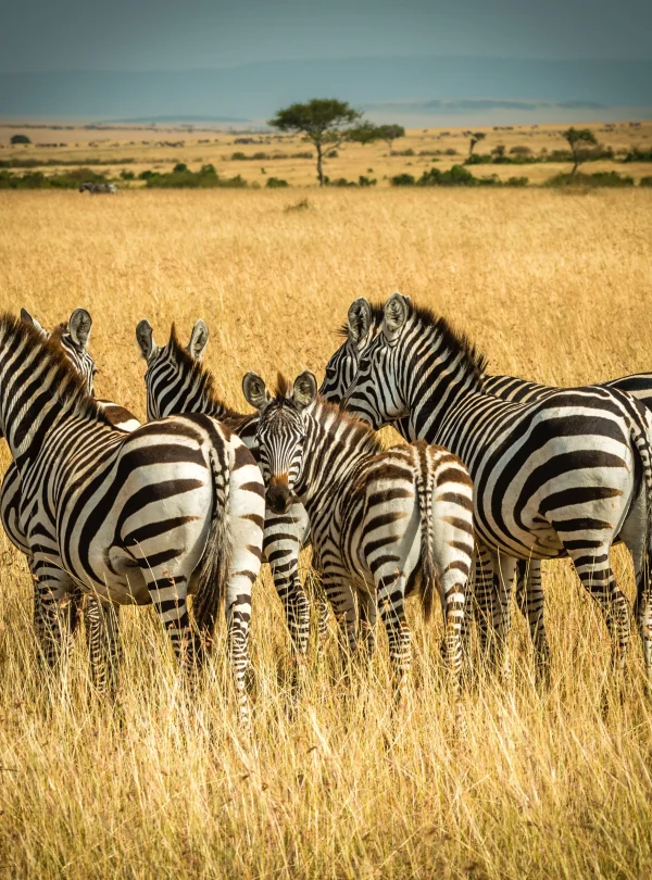 Kenya - I parchi del Nord