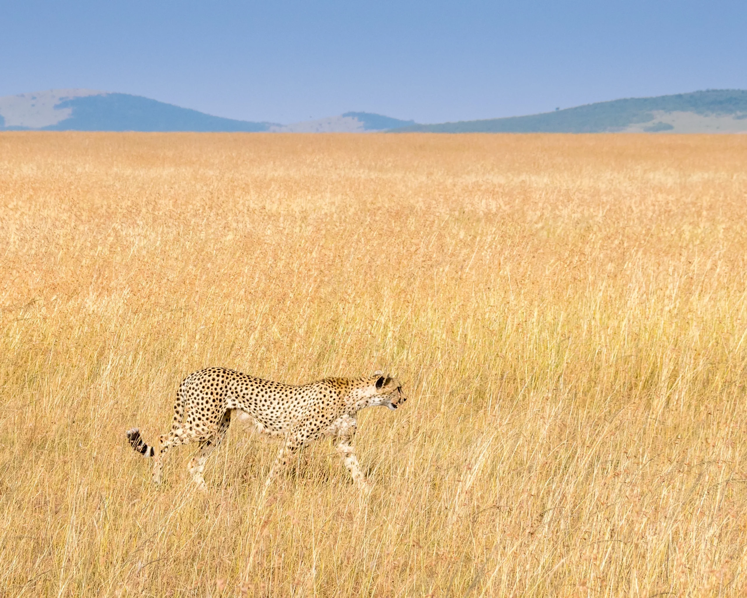 Kenya - I parchi del Nord