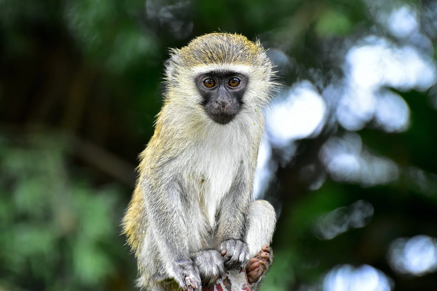 Rwanda Best Safari