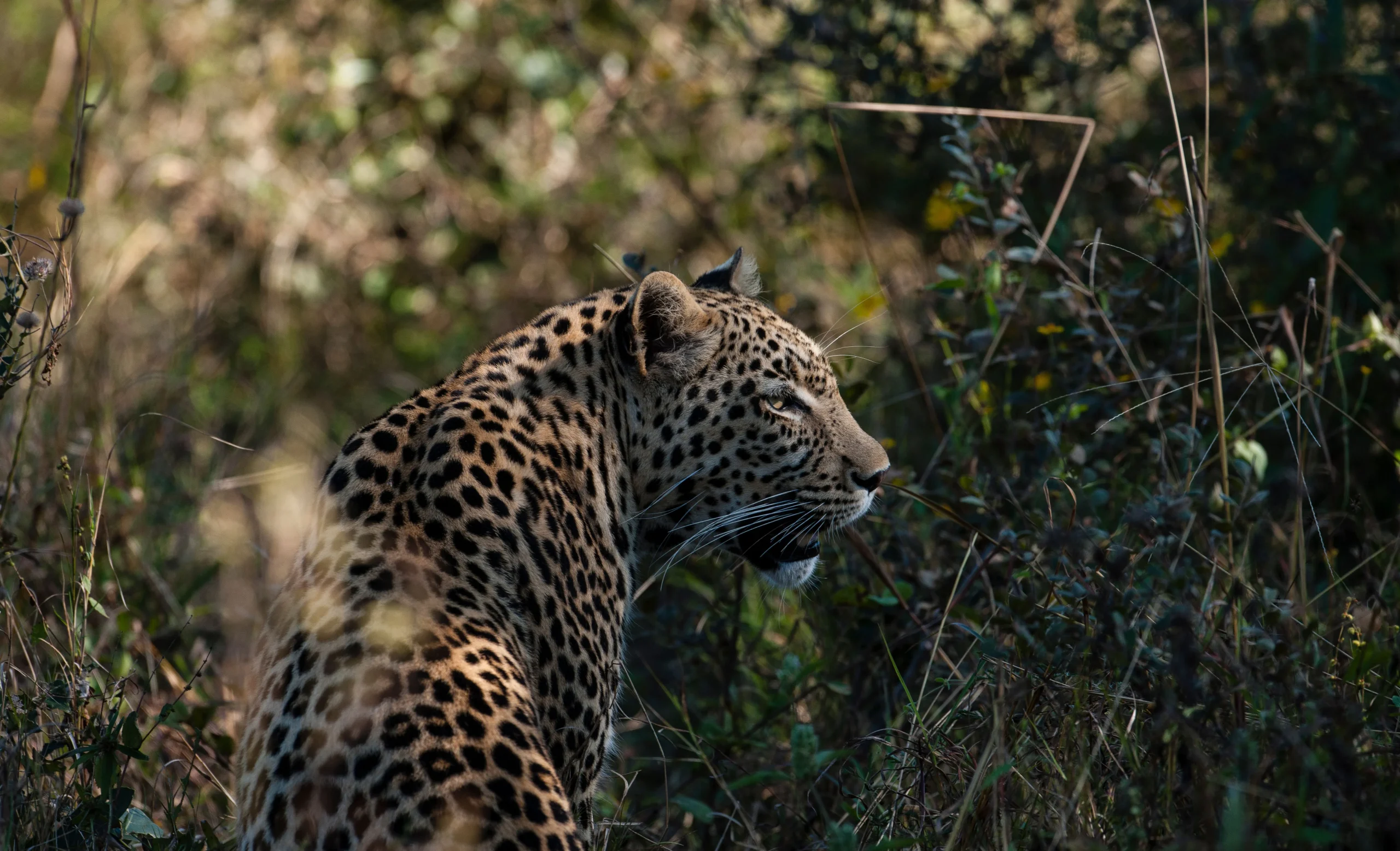 Botswana – Little Sable Camp