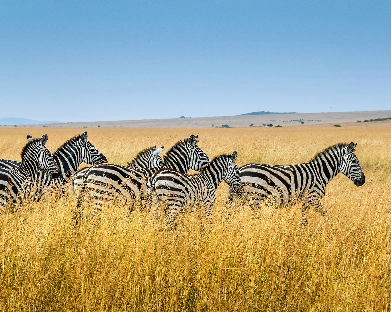 Zebre Amboseli Kenya