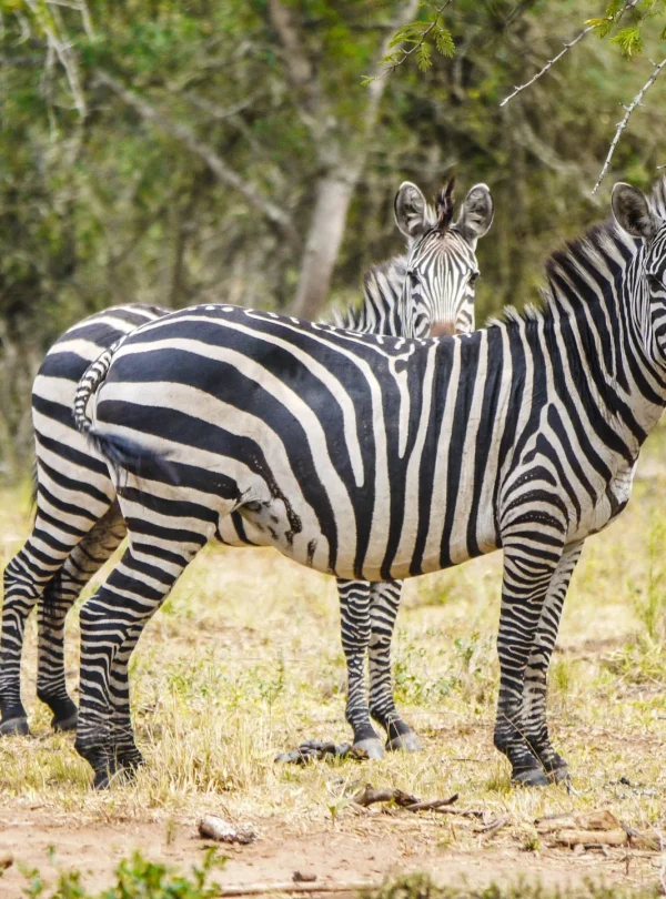 Best Uganda