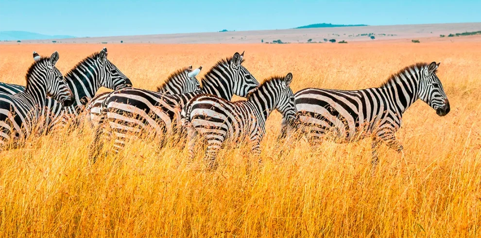 Kenya - Safari Essenza