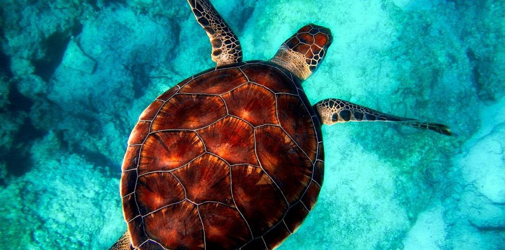 sea, turtle, diving, animal, turtle shell, reptile, sea turtle, marine animal, aquatic animal, ocean, wildlife, close up, shell, nature, outdoors, animal world, wildlife photography, sea, turtle, turtle, turtle, turtle, turtle, animal, animal, animal, sea turtle, ocean, ocean, nature