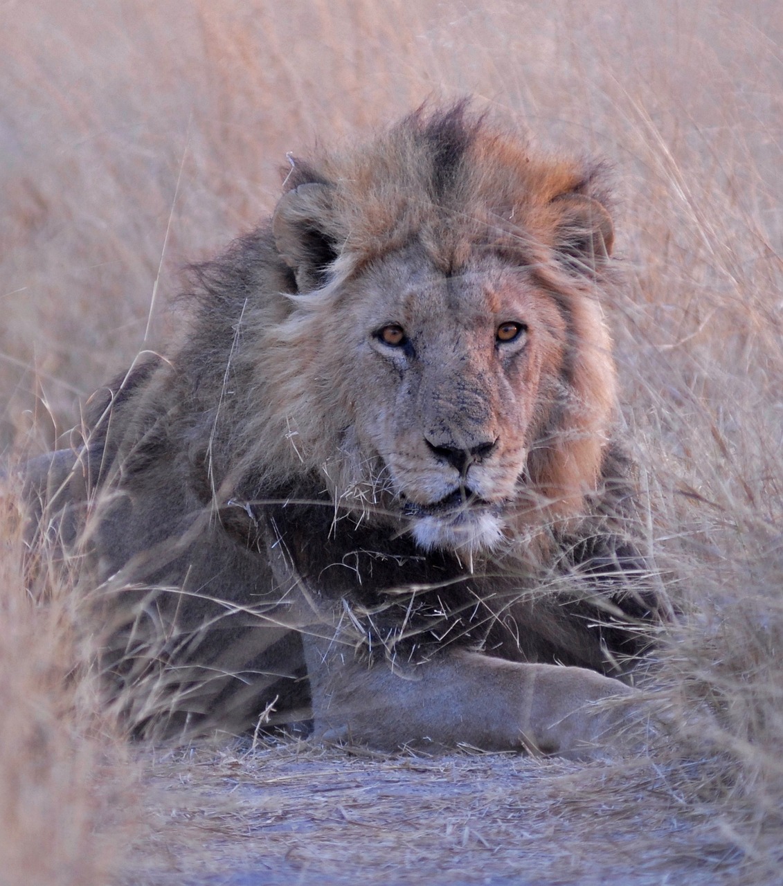 botswana, lion, savuti, nature, africa