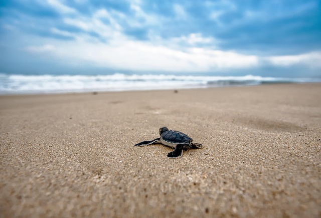 turtle, baby turtle, beach, chick, nature, young, sand, sandy, coast, animal, reptiles, wild animals, wildlife pictures, sea turtle