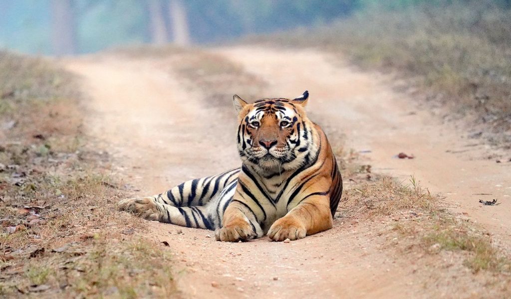 Majestic Bengal tiger lying calmly on a dirt road in the lush forests of India.
