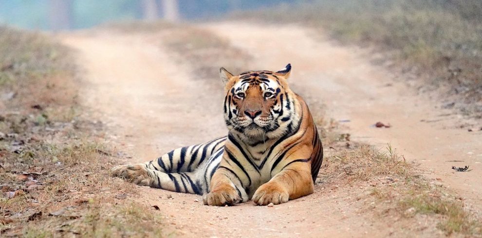 Majestic Bengal tiger lying calmly on a dirt road in the lush forests of India.