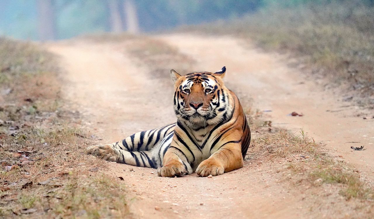 Majestic Bengal tiger lying calmly on a dirt road in the lush forests of India.
