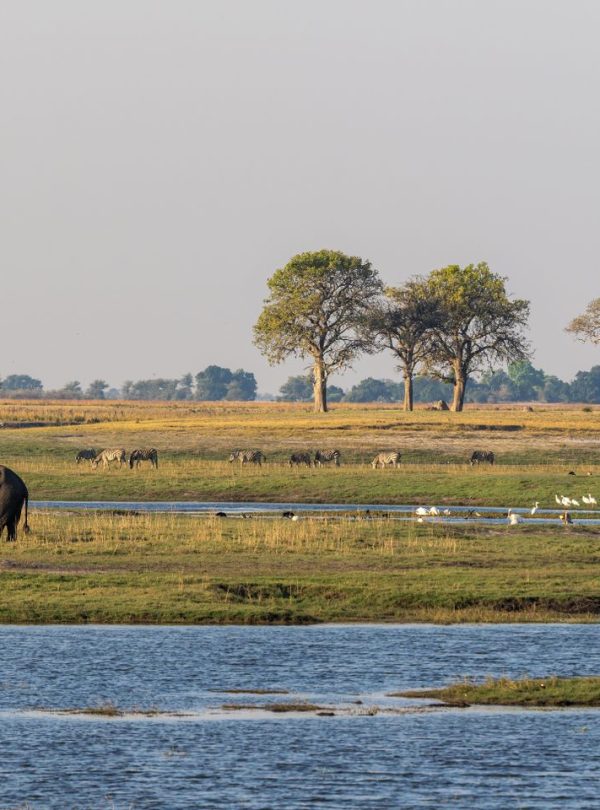 An elephant grazes in the African savanna alongside zebras and birds near a serene water body.