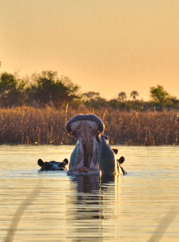 A yawning hippopotamus in a serene water scene at sunset in Botswana.