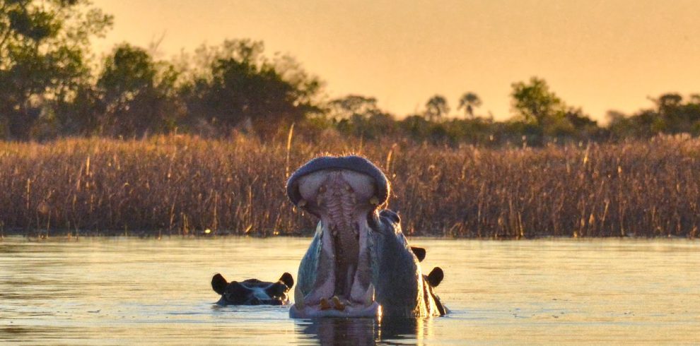 A yawning hippopotamus in a serene water scene at sunset in Botswana.