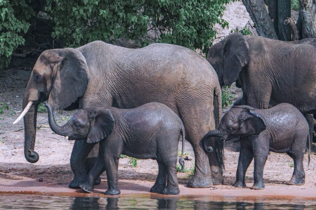 A herd of African elephants with calves walking by a riverbank in Botswana.